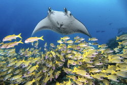 Manta cruising over a school of blue striped snappers by Jeffrey Lim 